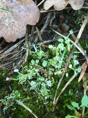 Cladonia ramulosa
