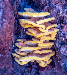 Laetiporus gilbertsonii