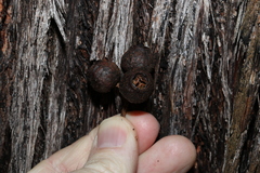 Eucalyptus baileyana