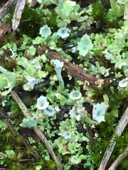 Cladonia ramulosa