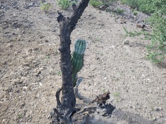 Pachycereus pringlei