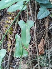 Smilax