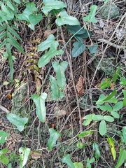 Smilax