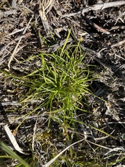 Carex deflexa