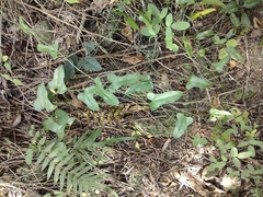 Smilax