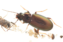 Pogonus chalceus