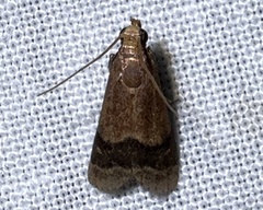 Eulogia ochrifrontella