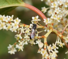 Sphecodes