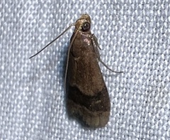 Eulogia ochrifrontella