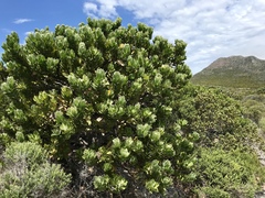 Leucospermum