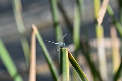 Micrathyria aequalis
