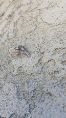Digrammia continuata