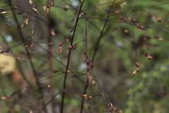 Panicum miliaceum ruderale
