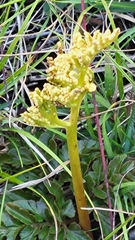 Sceptridium multifidum