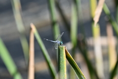Micrathyria aequalis