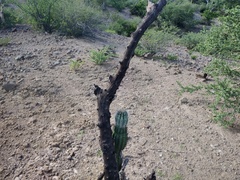 Pachycereus pringlei