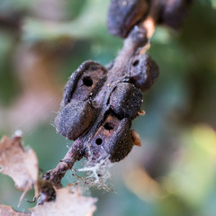 Disholandricus chrysolepidis