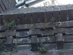 Asplenium ruta-muraria