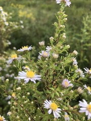 Symphyotrichum dumosum