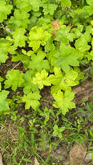 Hydrophyllum canadense