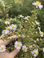 Symphyotrichum dumosum
