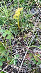 Sceptridium multifidum