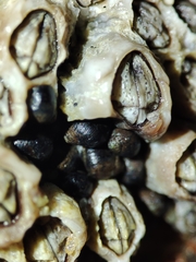Melarhaphe neritoides