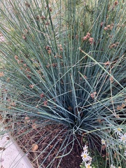 Juncus balticus