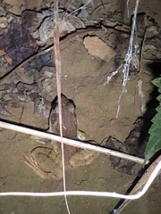 Lithobates clamitans