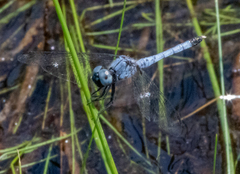 Erythrodiplax minuscula