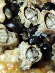 Melarhaphe neritoides