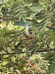 Sorbus decora