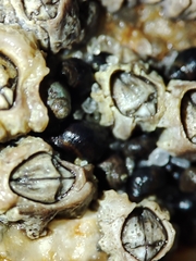 Melarhaphe neritoides