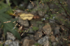 Panicum miliaceum ruderale