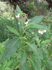 Solanum argentinum