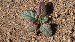 Erodium botrys