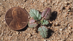 Erodium botrys