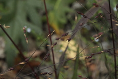 Panicum miliaceum ruderale