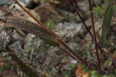 Panicum miliaceum ruderale