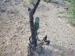 Pachycereus pringlei