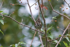 Passerella iliaca