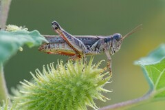 Melanoplus ponderosus