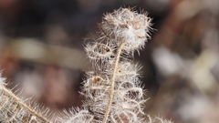 Phacelia cicutaria hispida