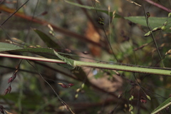 Panicum miliaceum ruderale