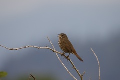 Passerella iliaca
