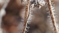 Phacelia cicutaria hispida