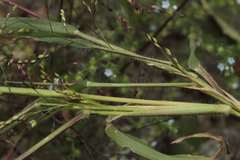 Panicum miliaceum ruderale