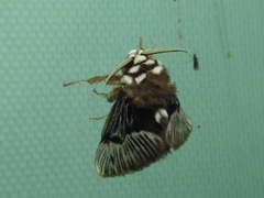 Megalopyge