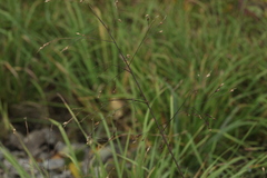 Panicum miliaceum ruderale