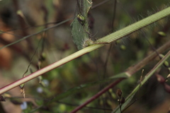 Panicum miliaceum ruderale